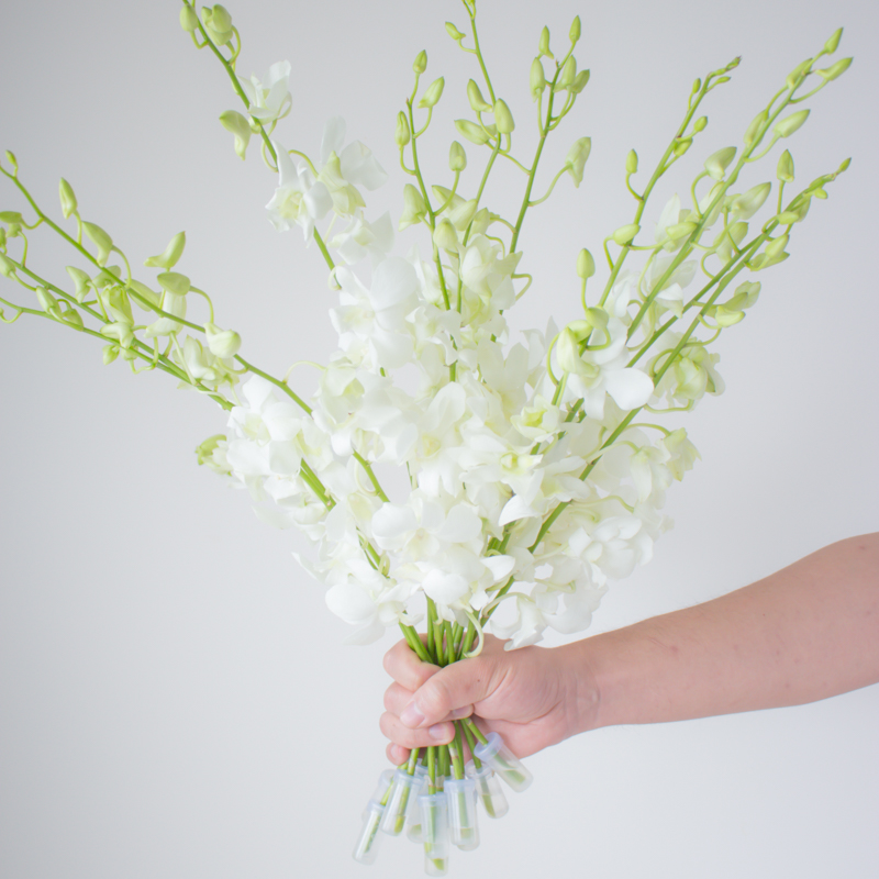 洋兰千代兰鲜花室内插花进口花