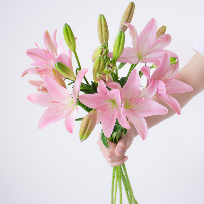 小粉仙亚百合10支顺丰鲜切花