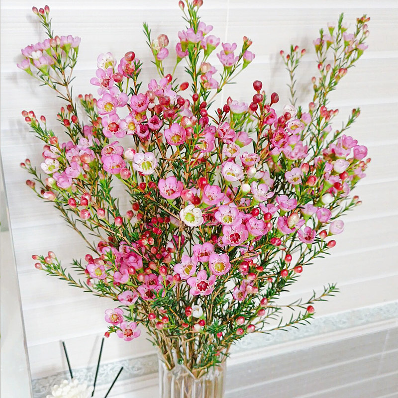 澳洲腊梅鲜花云南直发红色水培澳梅真花插花水养鲜切花蜡梅枝条_虎窝淘