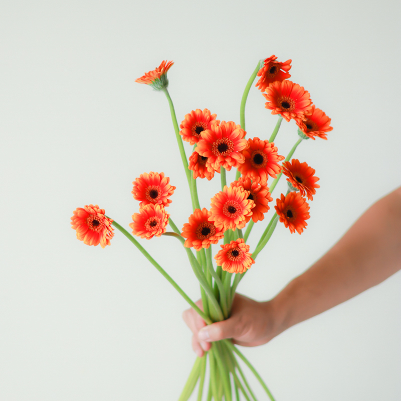 福娃弗朗花鲜花水养插花非洲菊