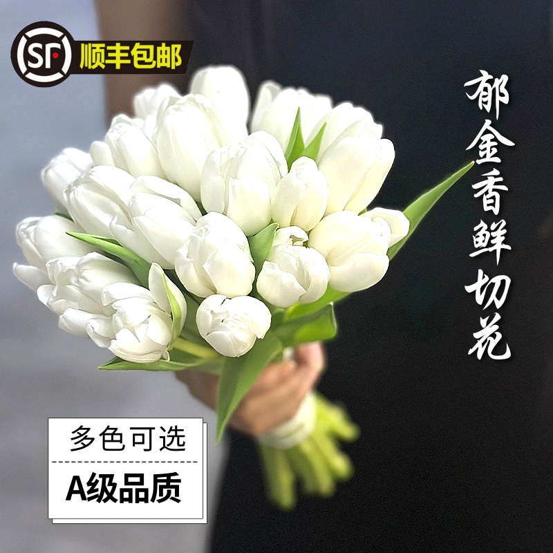白色郁金香水培鲜切插花顺丰包邮