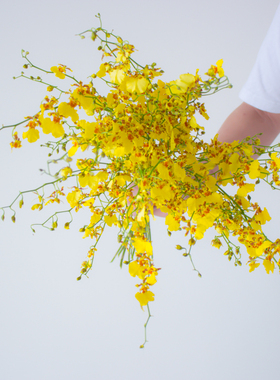 黄色跳舞兰鲜花云南直发橙色真花婚庆水培植物花束文心兰鲜切花