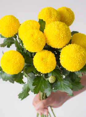 黄色乒乓菊鲜花云南基地直发室内家用水培插花鲜切花真花花期长