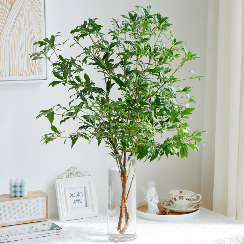 进口马醉木水培客厅绿植鲜切枝