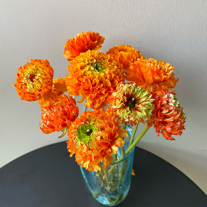 锦鲤洋牡丹鲜花基地鲜切直发