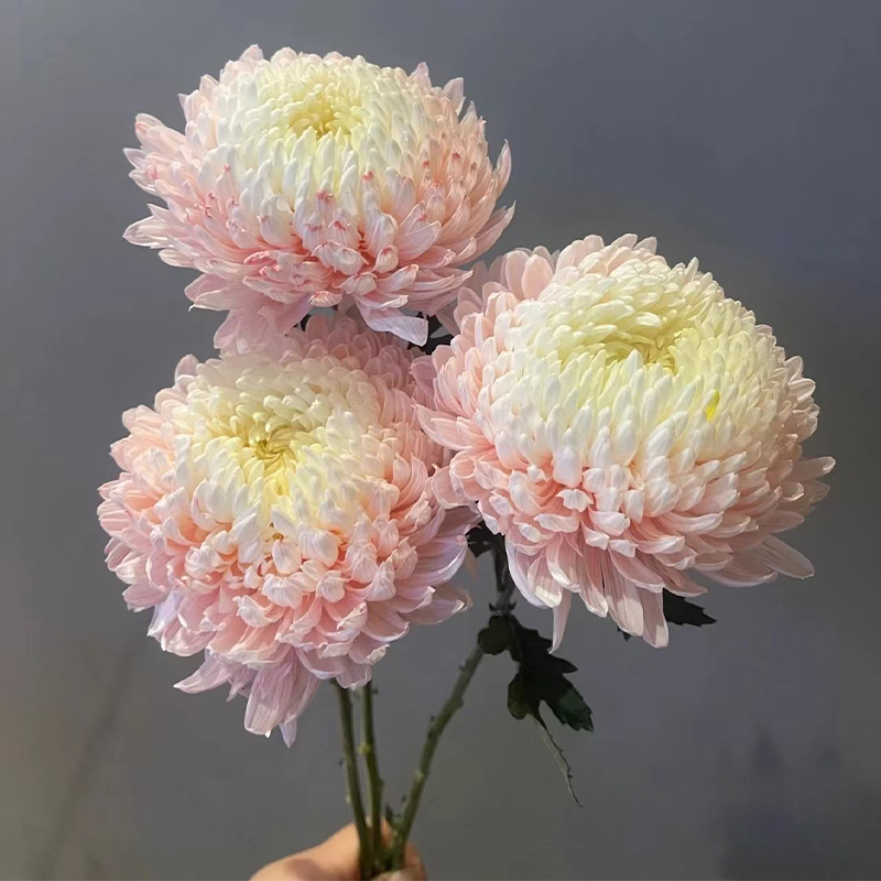 牡丹菊鲜花云南基地直发青花瓷鲜切花室内水培插花牡丹花超长花期