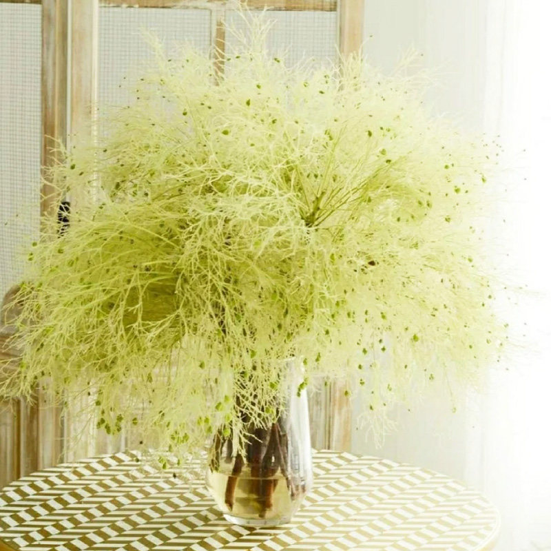 柔丝鲜花云南基地直发白色鲜切花枝条室内水培新鲜插花客厅干花