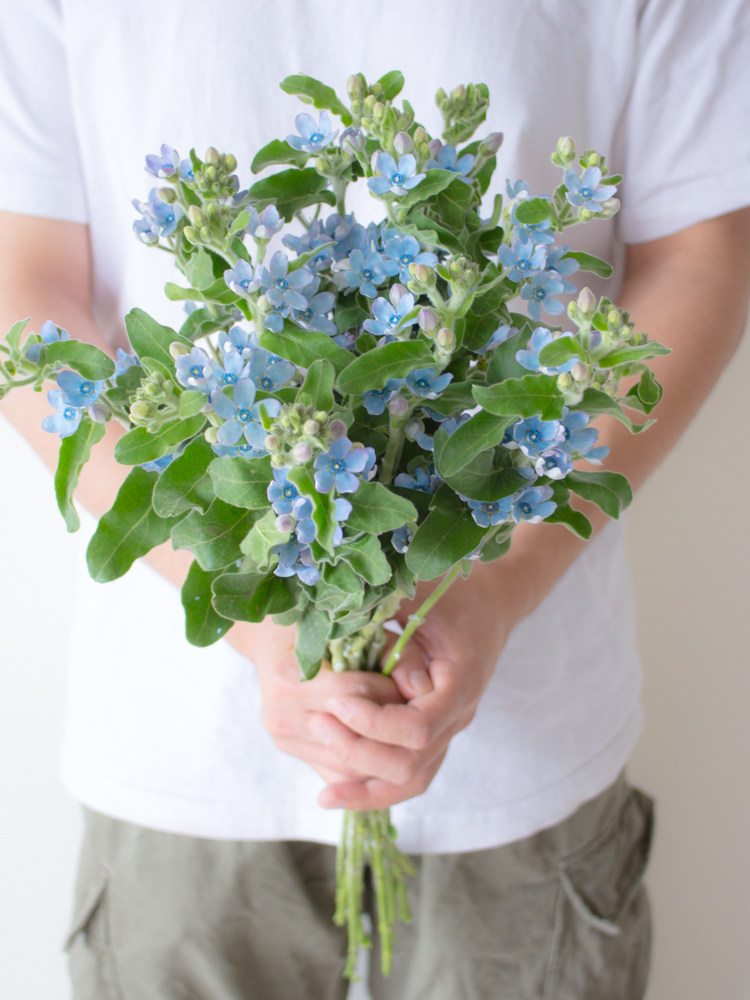 白色蓝星花鲜花云南直发花然严品室内水培绿植插花蓝心花鲜切花