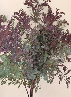 新鲜橄榄叶鲜切枝条云南基地直发水培绿植观赏家用插花配草鲜花