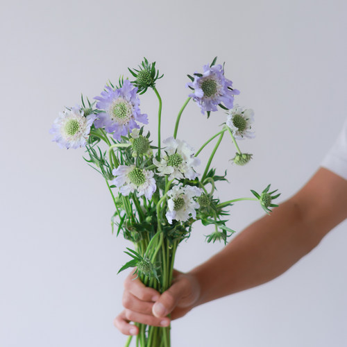 蓝盆花云南直发鲜切花水养插花