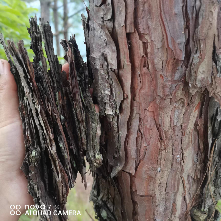 云南百年松树皮未发酵松树皮超大块松树皮栽花种草包邮发货