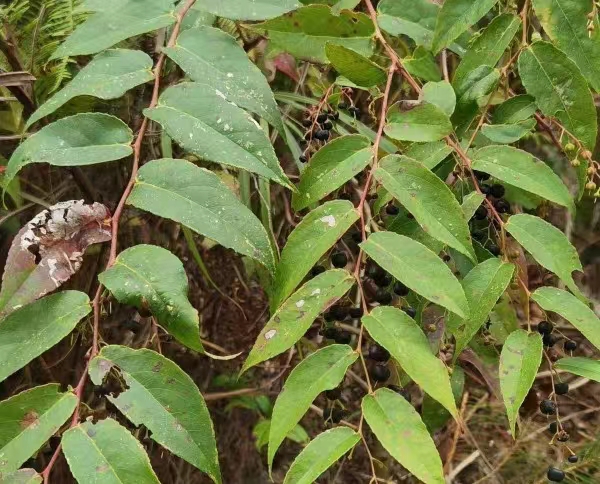 透骨香草药图片图片