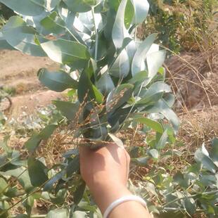 新鲜桉树叶蜜袋鼯食物现摘桉树叶小儿泡澡泡脚嫩叶老叶山货