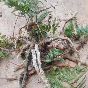 深山白毛蛇上树蛇阴石蕨毛石蚕石祈蛇白毛骨碎补新鲜现采