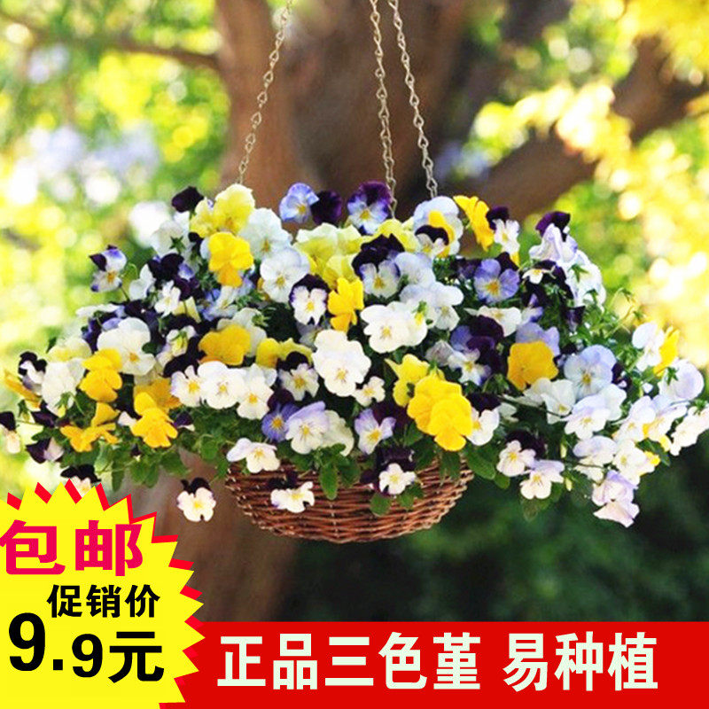 垂吊三色堇种子四季室内阳台猫花脸植物盆栽花卉种子包邮花籽