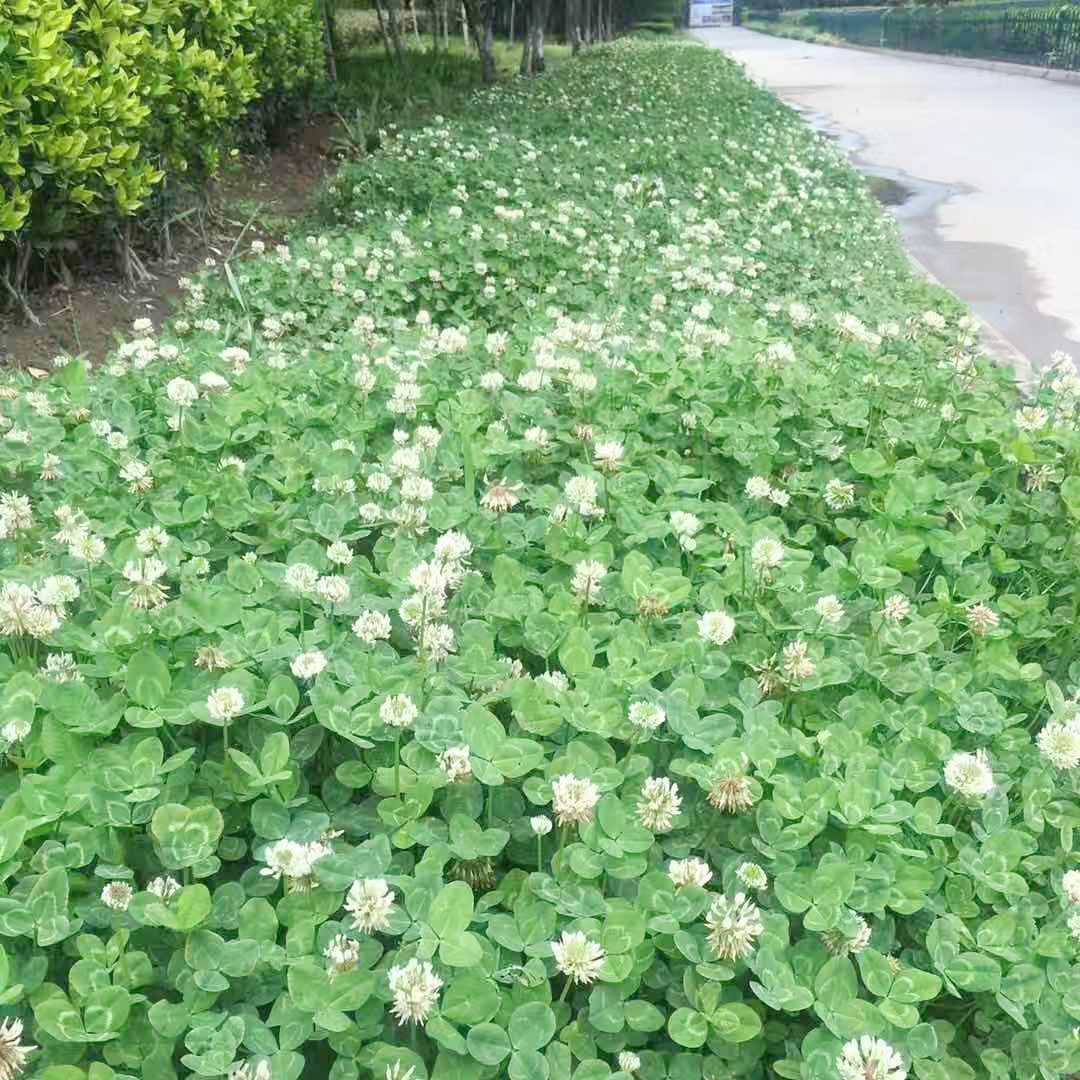 进口红白三叶草籽种子易活绿化四季青草坪多年生牧草果园绿肥植物