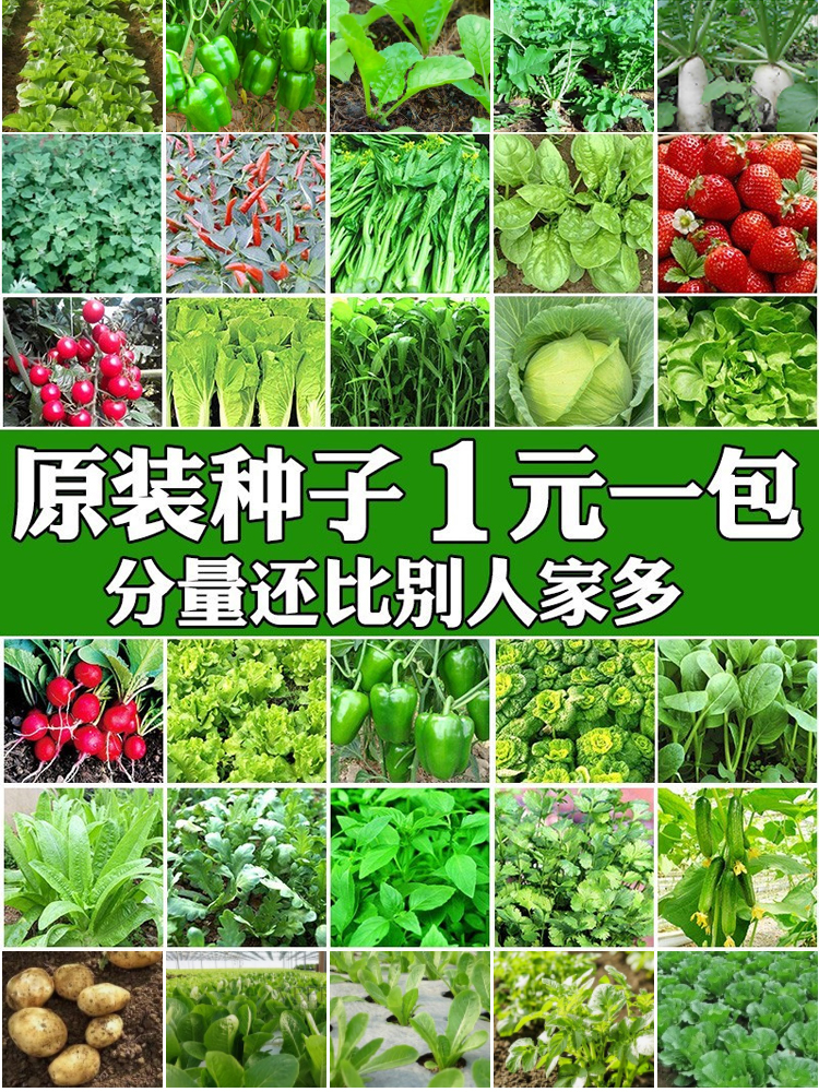 蔬菜种子四季播种阳台农家盆栽香菜菠菜生菜韭菜小葱草莓籽孑大全