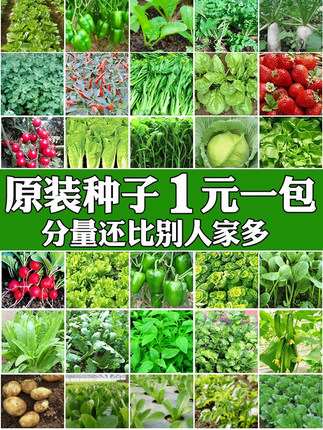 蔬菜种子四季播种阳台农家盆栽香菜菠菜生菜韭菜小葱草莓籽孑大全