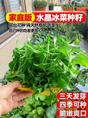 水晶冰菜种籽阳台盆栽蔬子