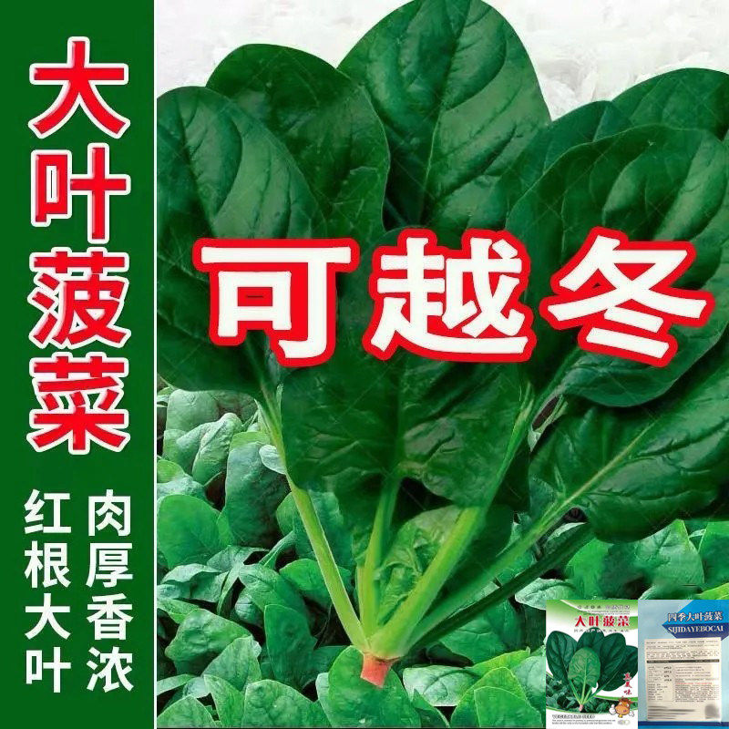 可越冬大叶菠菜种子四季蔬菜秋冬季阳台耐寒耐热盆栽易种波菜种籽,鲜花速递/花卉仿真/绿植园艺,家庭园艺种子,淘宝优惠券,粉丝福利购,淘宝优惠卷