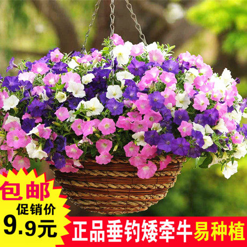 矮牵牛花种子 四季宜种耐寒易发芽花卉种子盆栽植物花卉包邮