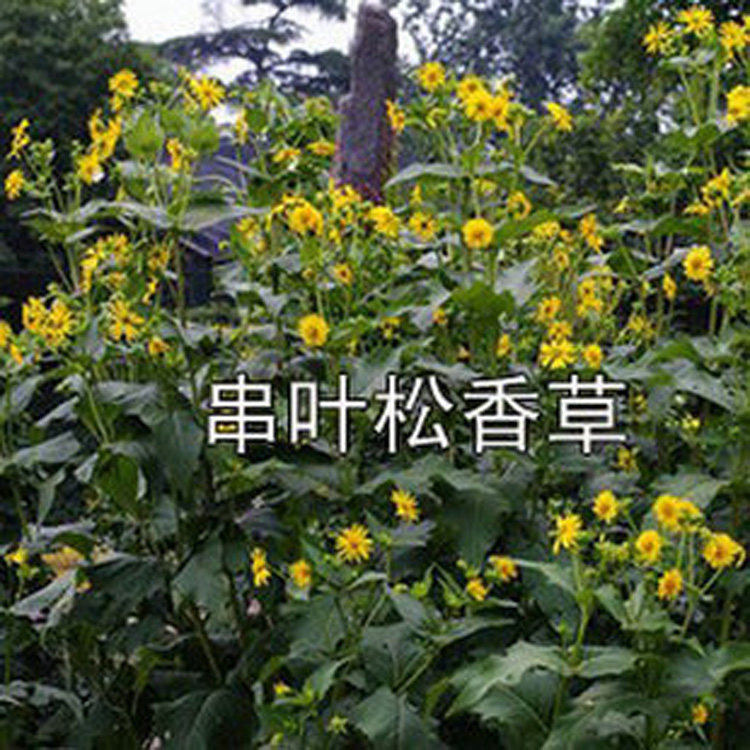 多年生宿根牧草种子 串叶松香草种子 法国香槟草种子 菊花草种子