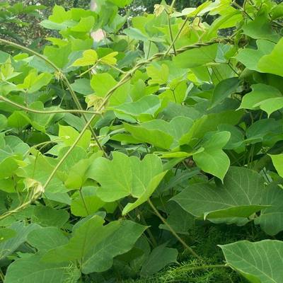 葛藤种子护坡百花银背绿化