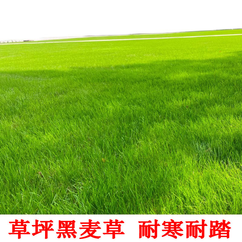 黑麦草净籽多年生黑麦草种子 四季青草坪绿化耐寒不修剪草籽四季