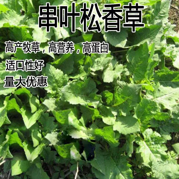 串叶松香草种子香槟草牧草多年生猪牛羊鹅畜禽华夏神菊教授菊种籽