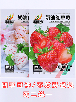 家庭阳台盆栽四季易活奶油