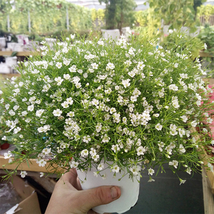 满天星花种子宿根花籽四季开花易活花籽室内阳台盆栽种子花卉