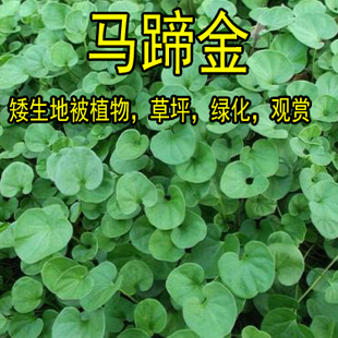 籽草坪种子小金钱草易种常青耐高温绿化 马蹄金种子铜钱草种子