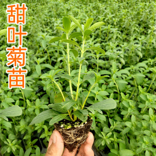 甜叶菊苗种苗盆栽阳台香草幼苗绿植秧苗四季 盆栽小苗食用茶夏季