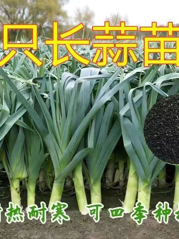 四季宽叶蒜苗种籽蒜种蒜苗种子大蒜大祘头蒜种自种孑子祘苗特大怎么看?