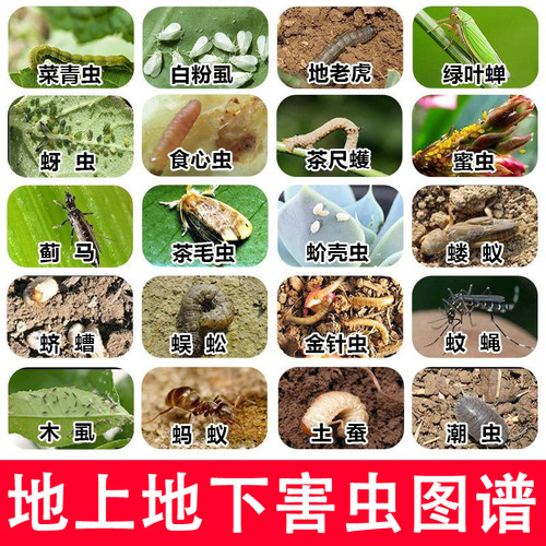 蚜虫蓟马小黑飞蚧壳虫土壤杀虫剂