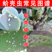 蚧壳虫专用杀虫剂介壳虫防虫多肉花卉植物家用蚧必治吡虫啉杀虫药