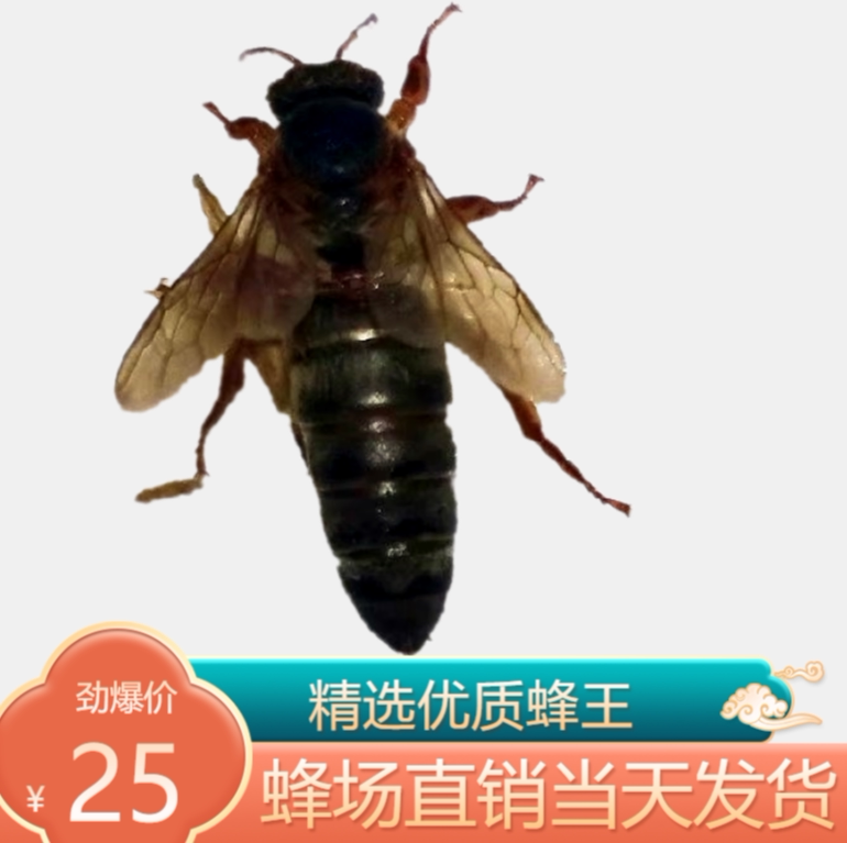 中蜂新开双色阿坝包活巢础产卵王