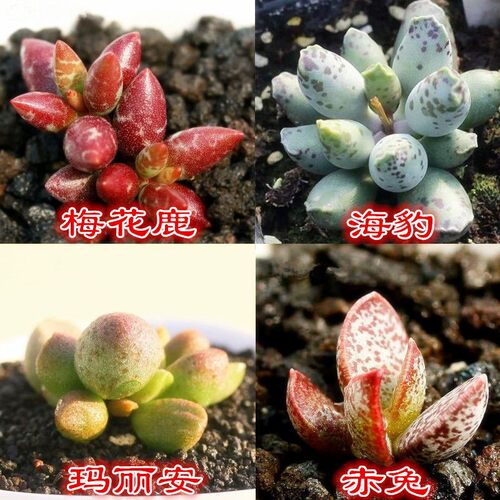 盆栽赤兔价格 盆栽赤兔图片 星期三