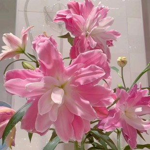 开花易活郁金香盆栽花卉种子 进口重瓣香水百合花种球室内庭院四季