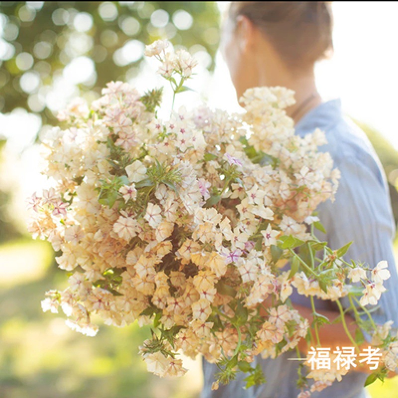 进口芝樱花种子丛生福禄考种子五色梅种籽庭院易活花籽耐寒花种子