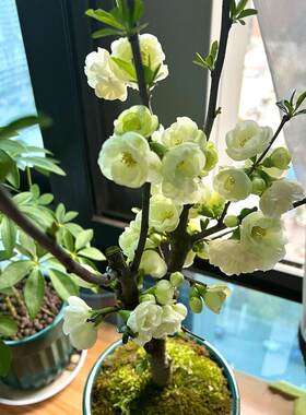 For sale easy-to-care-for potted green gem begonia seedlings
