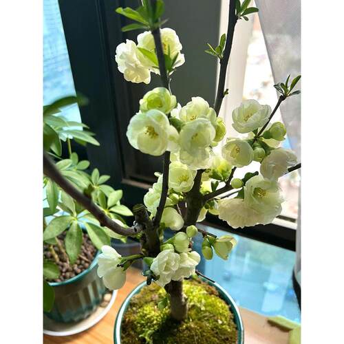 For sale easy-to-care-for potted green gem begonia seedlings