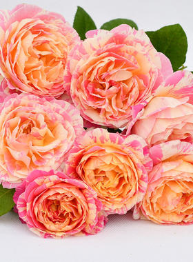 For sale: Monica Bellucci rose seedlings, easy to grow