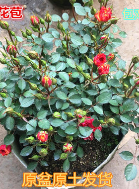 Four Seasons Rose Seedlings Rose Climbing Vine Extra Large