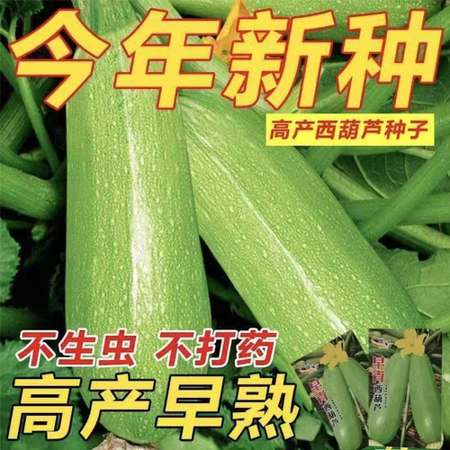 Wholesale high-yielding zucchini seeds