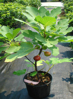 Potted and field-planted fig tree saplings