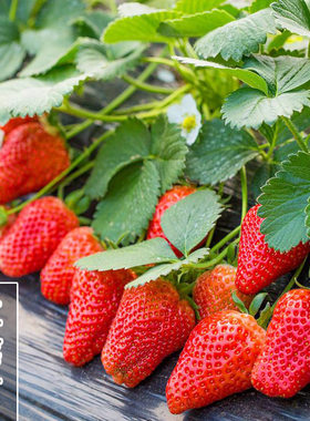 Strawberry seedlings for sale, balcony potted plants
