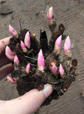 Double petaled budding peony seedlings, roots, year-round f