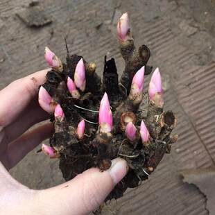 Double petaled budding peony seedlings, roots, year-round f
