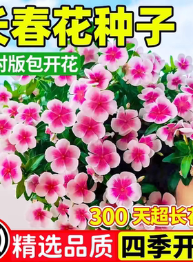 Wholesale Four-Season Periwinkle Seeds